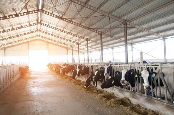 Dairy Agricultural Barn Easy Install Prefabricated Light Steel Structure Cow Shed