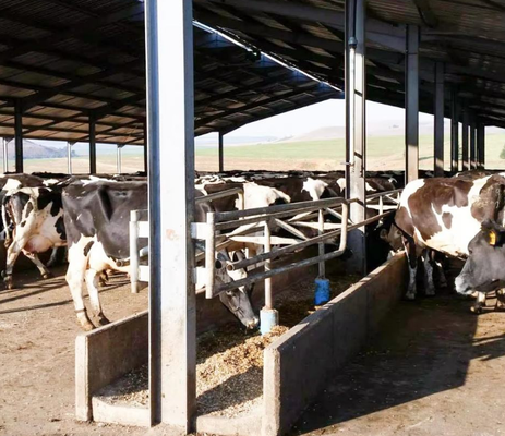Prefabricated Modern Lightweight Steel Structure Building For Poultry Farming Chicken Coops Cattle Sheds