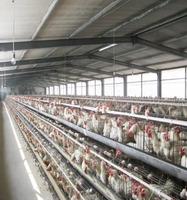 Prefabricated Steel Structure Chicken House Galvanized Steel Frame Poultry Farm Building with Ventilation & Insulation System