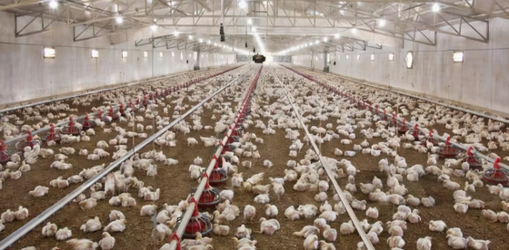 Insulated Steel Structure Chicken Coop With Full Set Equipment For 1000-10000 Chickens