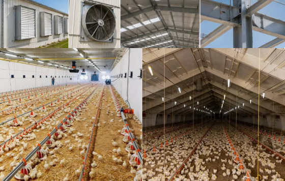 China high quality automatic chicken farm for commercial poultry house